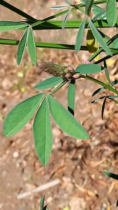 Indigofera triquetra, photographed by Ian Webb