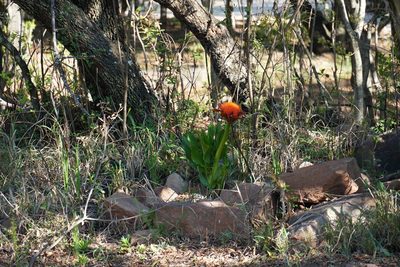 Scadoxus puniceus, photographed by Matthew Fainman