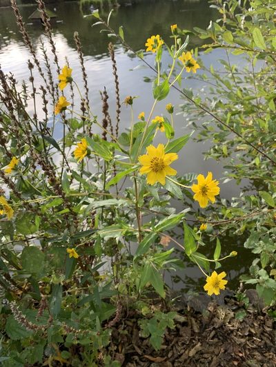 Guizotia abyssinica, photographed by Jan Sheppard
