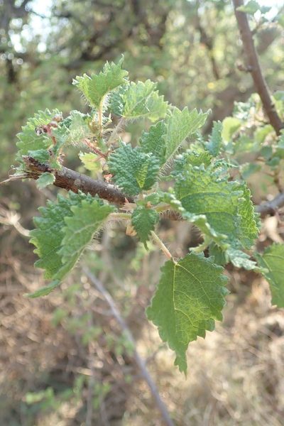 Obetia tenax, photographed by Andrew Deacon