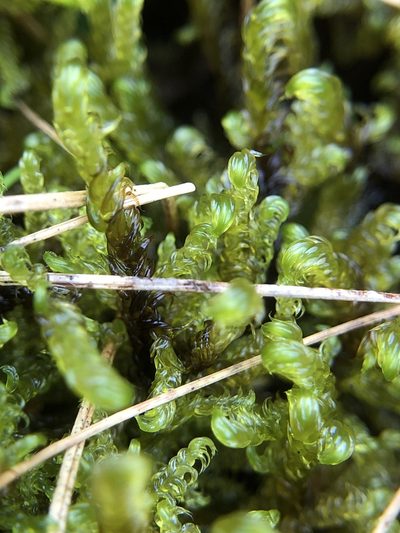 Scorpidium cossonii, photographed by Young Jun Lee