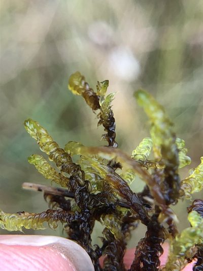Scorpidium cossonii, photographed by Young Jun Lee