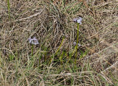 Pentanisia angustifolia, photographed by Matthew Fainman
