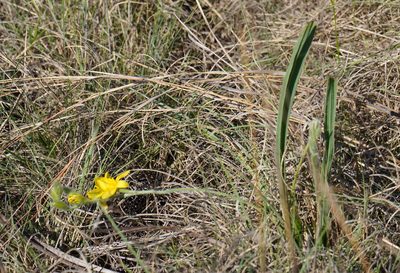 Hypoxis acuminata, photographed by Matthew Fainman