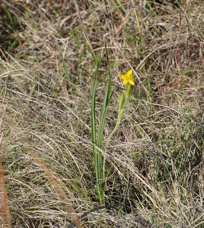 Hypoxis acuminata, photographed by Matthew Fainman