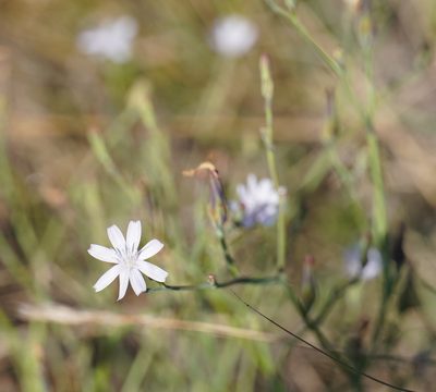 Lactuca inermis, photographed by Matthew Fainman