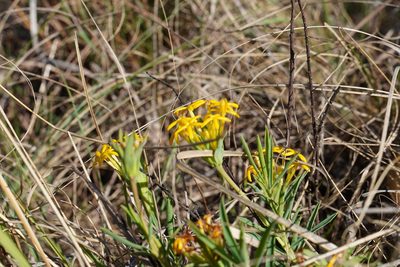 Lasiosiphon capitatus, photographed by Matthew Fainman