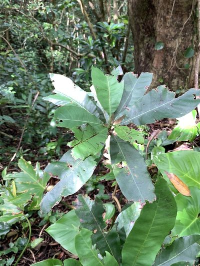 Semecarpus cuneiformis, photographed by 呂一起(Lyu yi-chi)