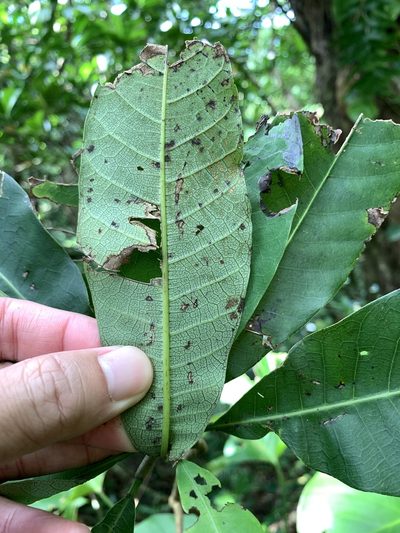 Semecarpus cuneiformis, photographed by 呂一起(Lyu yi-chi)