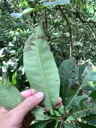 Semecarpus cuneiformis, photographed by 呂一起(Lyu yi-chi)