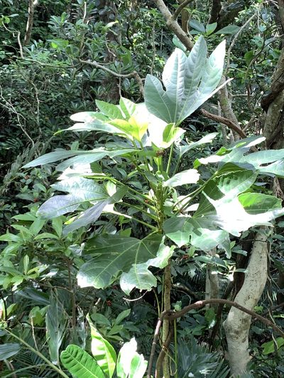 Osmoxylon pectinatum, photographed by 呂一起(Lyu yi-chi)