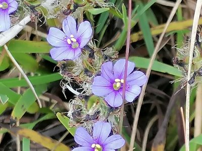 Aristea africana, photographed by flamelily