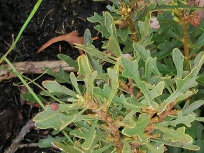 Myrica quercifolia, photographed by flamelily