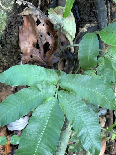 Bolbitis heteroclita, photographed by 呂一起(Lyu yi-chi)