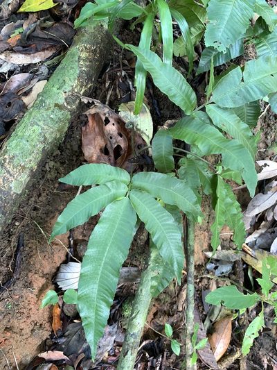 Bolbitis heteroclita, photographed by 呂一起(Lyu yi-chi)