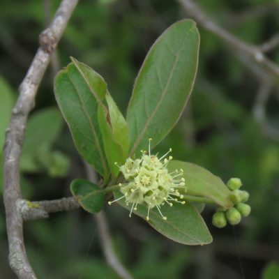 Terminalia australis, photographed by Gustavo Puente