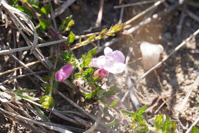 Graderia subintegra, photographed by Matthew Fainman