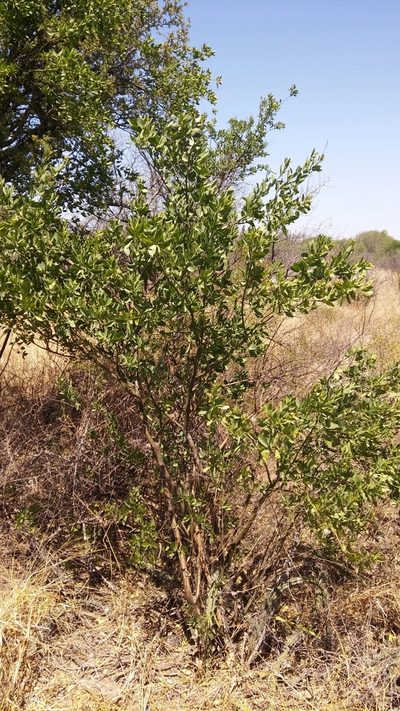 Morisonia speciosa, photographed by Jose Luis Navarro