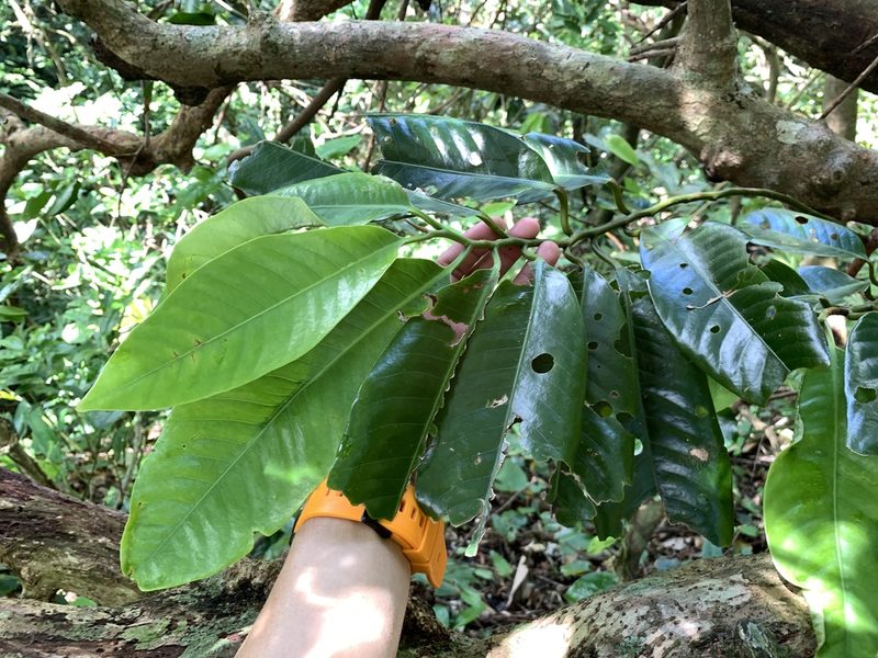Myristica ceylanica, photographed by 呂一起(Lyu yi-chi)