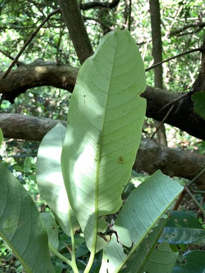 Myristica ceylanica, photographed by 呂一起(Lyu yi-chi)