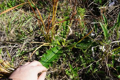 Berkheya radula, photographed by Matthew Fainman