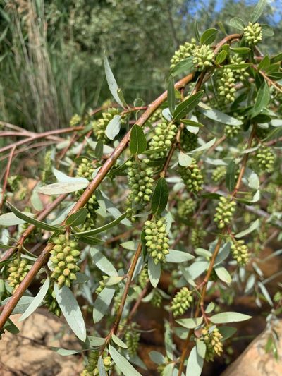 Salix mucronata, photographed by Dave Richardson