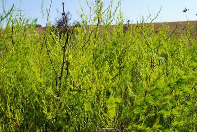 Asparagus laricinus, photographed by Matthew Fainman
