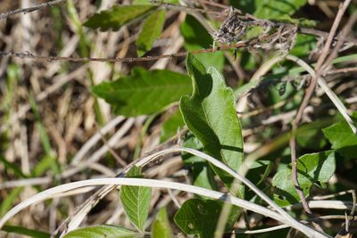Searsia pyroides, photographed by Matthew Fainman