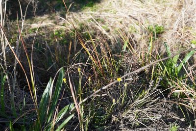 Crepis hypochaeridea, photographed by Matthew Fainman