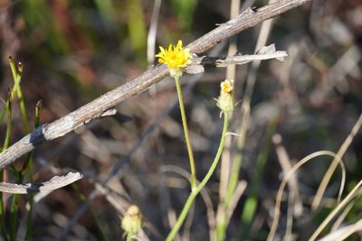 Crepis hypochaeridea, photographed by Matthew Fainman