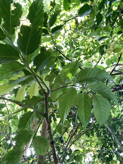 Leea philippinensis, photographed by 呂一起(Lyu yi-chi)