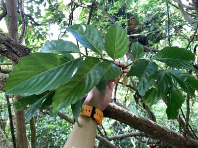 Leea philippinensis, photographed by 呂一起(Lyu yi-chi)