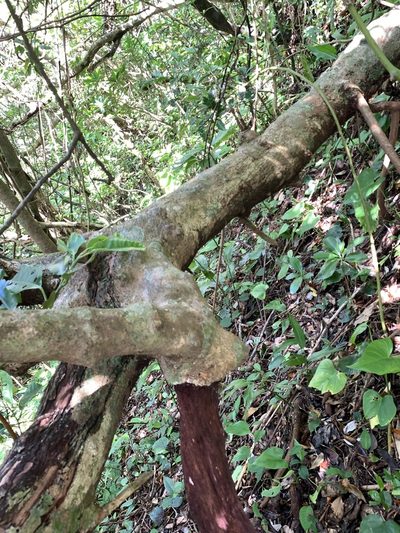 Leea philippinensis, photographed by 呂一起(Lyu yi-chi)