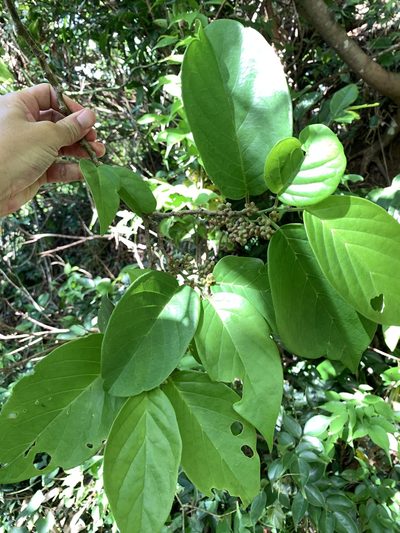 Antidesma pleuricum, photographed by 呂一起(Lyu yi-chi)