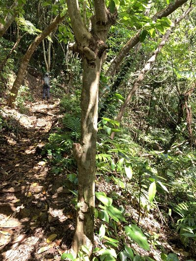 Antidesma pleuricum, photographed by 呂一起(Lyu yi-chi)
