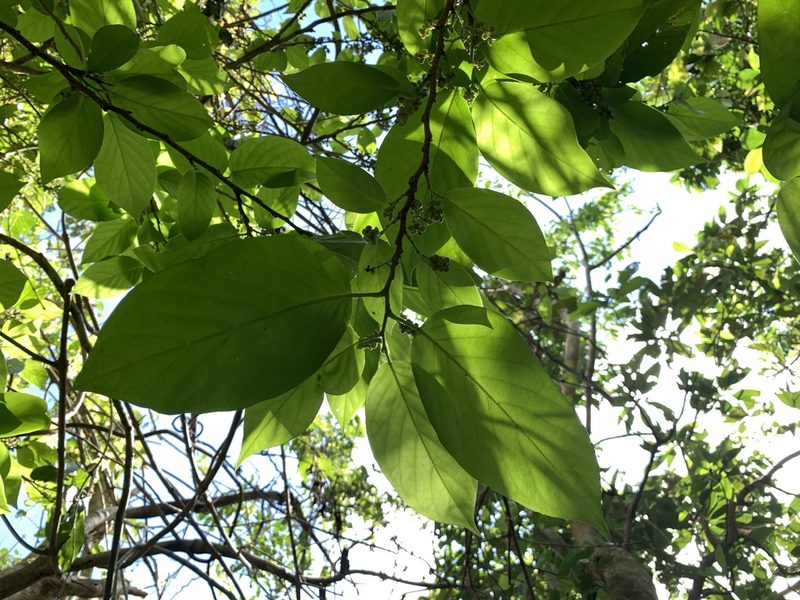 Antidesma pleuricum, photographed by 呂一起(Lyu yi-chi)