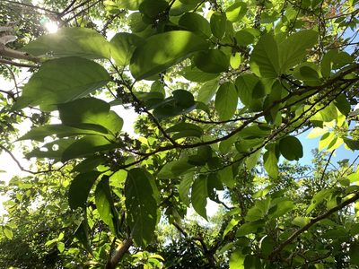 Antidesma pleuricum, photographed by 呂一起(Lyu yi-chi)