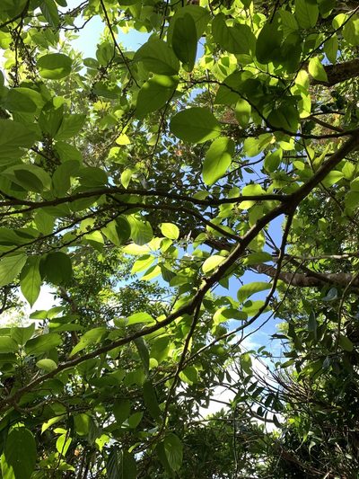 Antidesma pleuricum, photographed by 呂一起(Lyu yi-chi)