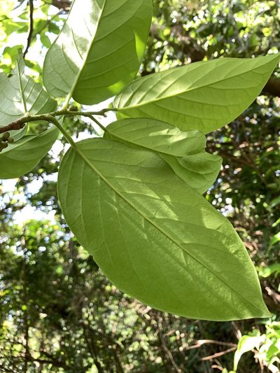 Antidesma pleuricum, photographed by 呂一起(Lyu yi-chi)