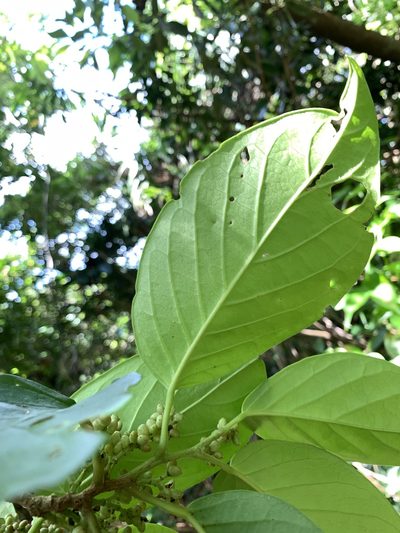 Antidesma pleuricum, photographed by 呂一起(Lyu yi-chi)