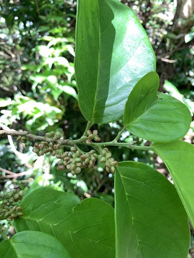 Antidesma pleuricum, photographed by 呂一起(Lyu yi-chi)