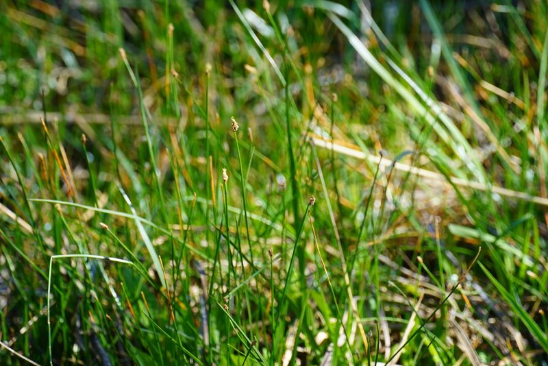 Eleocharis dregeana, photographed by Matthew Fainman