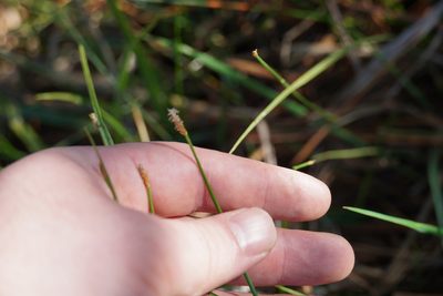 Eleocharis dregeana, photographed by Matthew Fainman