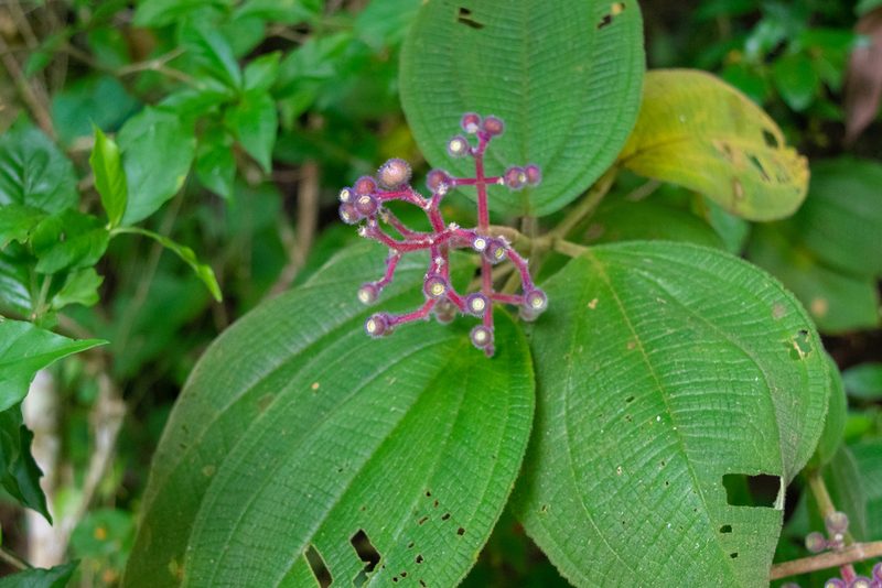 Miconia conospeciosa, photographed by Anthony Batista