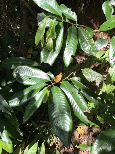 Myristica ceylanica, photographed by 呂一起(Lyu yi-chi)