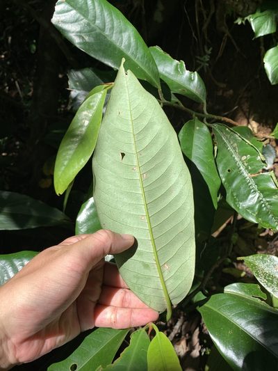 Myristica ceylanica, photographed by 呂一起(Lyu yi-chi)