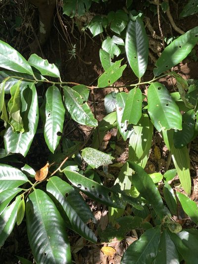 Myristica ceylanica, photographed by 呂一起(Lyu yi-chi)
