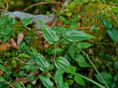 Smilax sieboldii, photographed by Jacy Chen