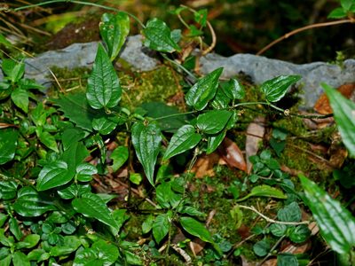 Smilax sieboldii, photographed by Jacy Chen