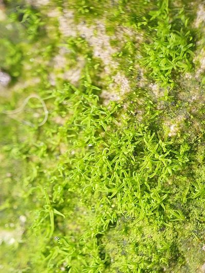 Tortella inflexa, photographed by Jonathan Hughes